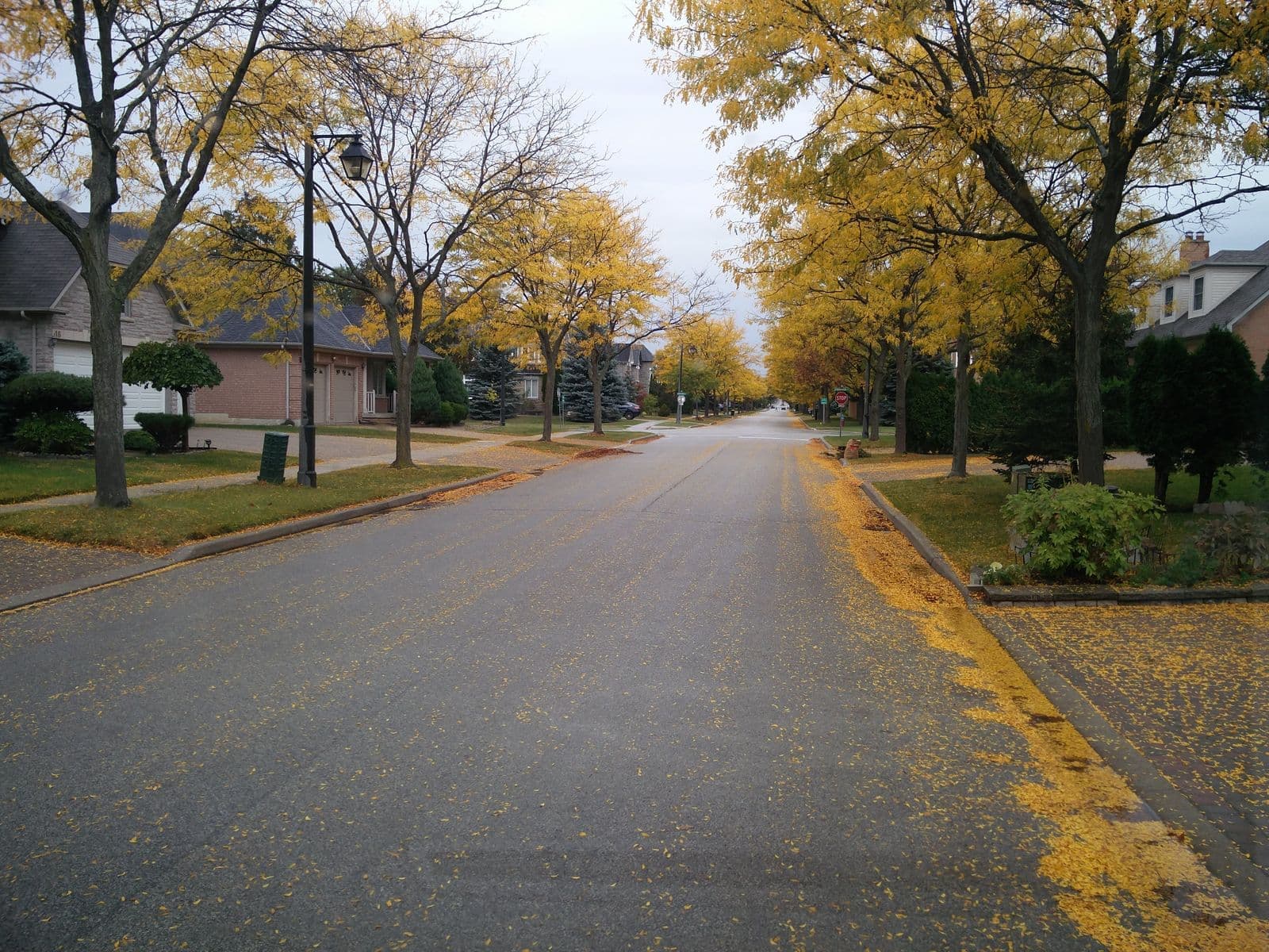 A tree-lined suburban street in autumn